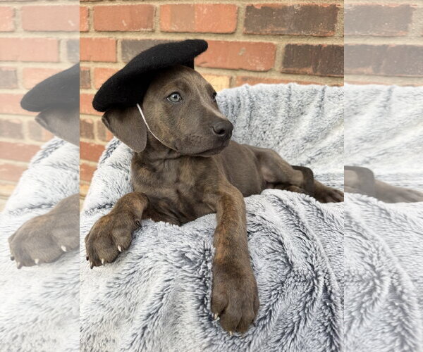 Medium Photo #2 Mutt Puppy For Sale in Goodyear, AZ, USA