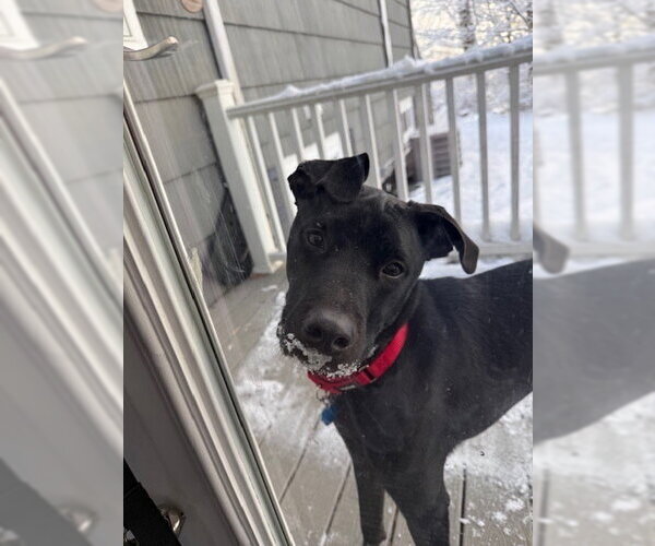 Medium Photo #3 Labrador Retriever-Unknown Mix Puppy For Sale in Brewster, NY, USA
