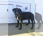 Small #3 American Pit Bull Terrier-Spaniel Mix