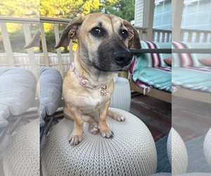 Kallie - Female Mutt Dog for Adoption - Photo #6