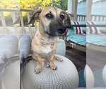 Small Photo #6 Mutt Puppy For Sale in Derwood, MD, USA