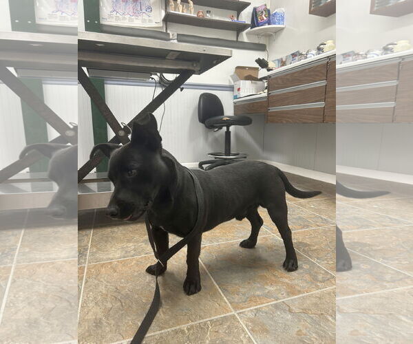 Medium Photo #6 Dachsador Puppy For Sale in Monticello, MS, USA