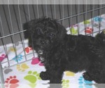 Small Photo #7 Schnoodle (Miniature) Puppy For Sale in ORO VALLEY, AZ, USA