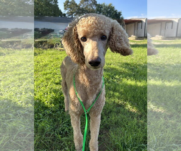 Medium Photo #2 Poodle (Standard) Puppy For Sale in Pacolet, SC, USA