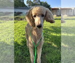 Small #1 Poodle (Standard)