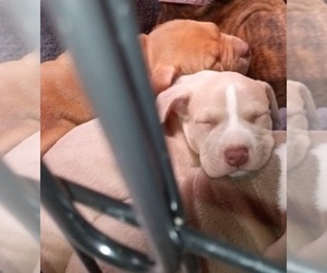 American Pit Bull Terrier Puppy for sale in NORTH HIGHLANDS, CA, USA