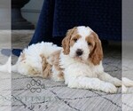 Small #3 Goldendoodle
