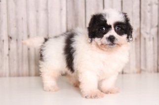 Lhasa-Poo Puppy for sale in MOUNT VERNON, OH, USA