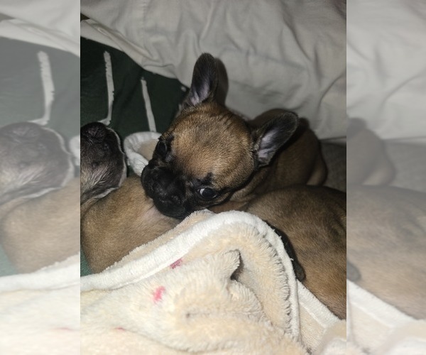 Medium Photo #12 French Bulldog Puppy For Sale in EDISON, NJ, USA