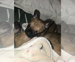 Small Photo #12 French Bulldog Puppy For Sale in EDISON, NJ, USA