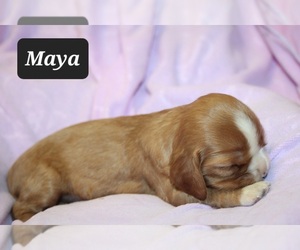 Cavalier King Charles Spaniel Puppy for sale in BROOKSVILLE, FL, USA