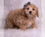 Small Photo #75 Maltipoo (Miniature) Puppy For Sale in WARSAW, IN, USA