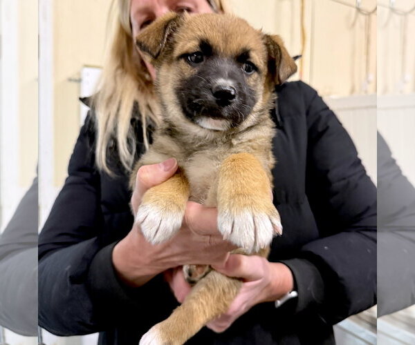 Medium Photo #7 Collie-Unknown Mix Puppy For Sale in GILBERTS, IL, USA