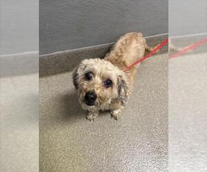Poodle (Miniature)-Unknown Mix Dogs for adoption in Las Vegas, NV, USA