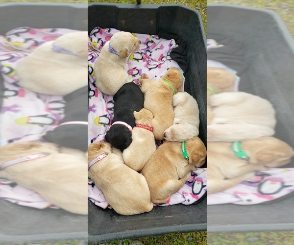 Medium Photo #4 Labrador Retriever Puppy For Sale in OLYMPIA, WA, USA