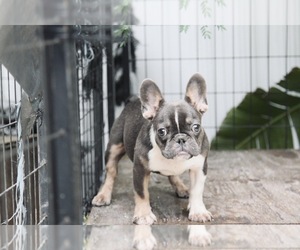 French Bulldog Puppy for sale in NORTH LAUDERDALE, FL, USA