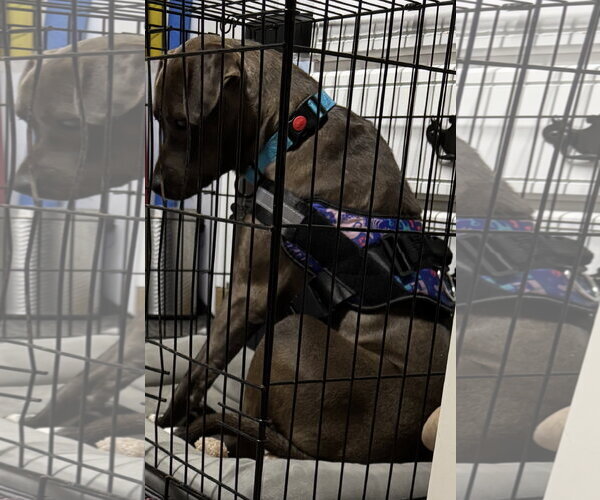 Medium Photo #18 American Pit Bull Terrier-Labrador Retriever Mix Puppy For Sale in Holly Springs, NC, USA