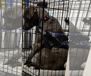 Millicent aka Millie - Female American Pit Bull Terrier-Labrador Retriever Mix Dog for Adoption - Photo #18