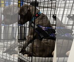 Small #17 American Pit Bull Terrier-Labrador Retriever Mix
