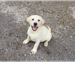 Small #8 Labrador Retriever
