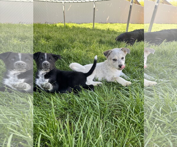 Medium Photo #5 Mutt Puppy For Sale in Sandy, UT, USA