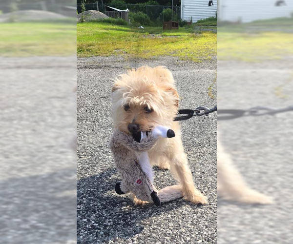 Medium Photo #5 Mutt Puppy For Sale in Cranston, RI, USA
