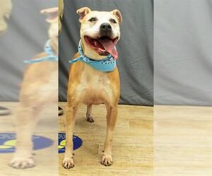 Mutt Dogs for adoption in Sanford, FL, USA