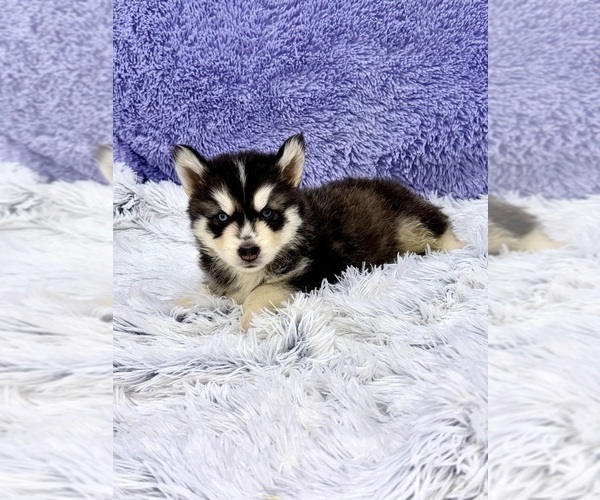 Medium Photo #5 Siberian Husky Puppy For Sale in SANDY HOOK, KY, USA