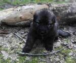 Small Photo #15 German Shepherd Dog Puppy For Sale in REDFIELD, AR, USA