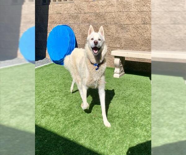 Medium Photo #2 Siberian Husky-Unknown Mix Puppy For Sale in Moreno Valley, CA, USA