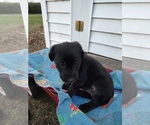 Puppy Black Female Borador