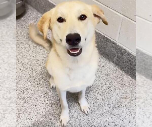 Medium Photo #2 German Shepherd Dog Puppy For Sale in Houston, TX, USA