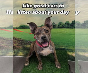 Evie - Female Mutt Dog for Adoption - Photo #4