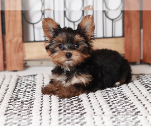 Medium Yorkshire Terrier