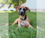 Small #16 Labrador Retriever Mix
