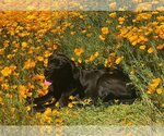Small Photo #4 Great Dane Puppy For Sale in Goodyear, AZ, USA