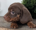 Small #2 Dachshund