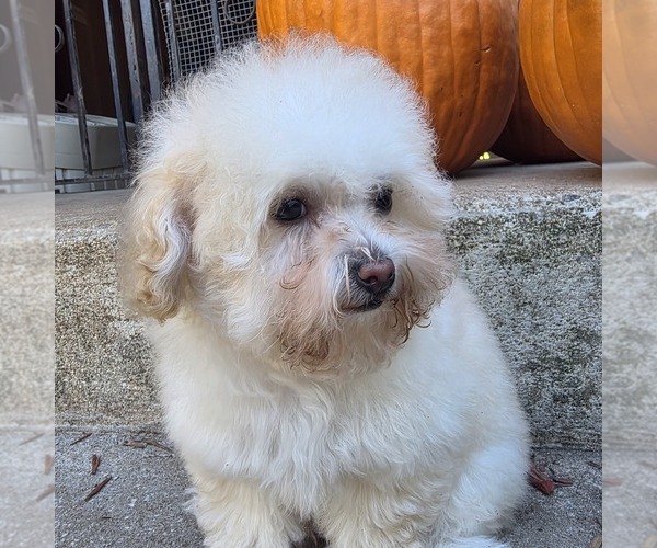 Medium Photo #13 Poodle (Toy) Puppy For Sale in ATLANTA, GA, USA
