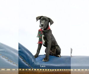 Labrador Retriever-Unknown Mix Dogs for adoption in Hot Springs Village, AR, USA