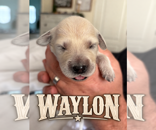 Medium Photo #17 Goldendoodle Puppy For Sale in COCOA, FL, USA