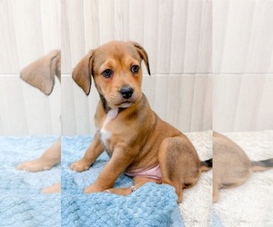 Mutt Dogs for adoption in Holly Springs, NC, USA