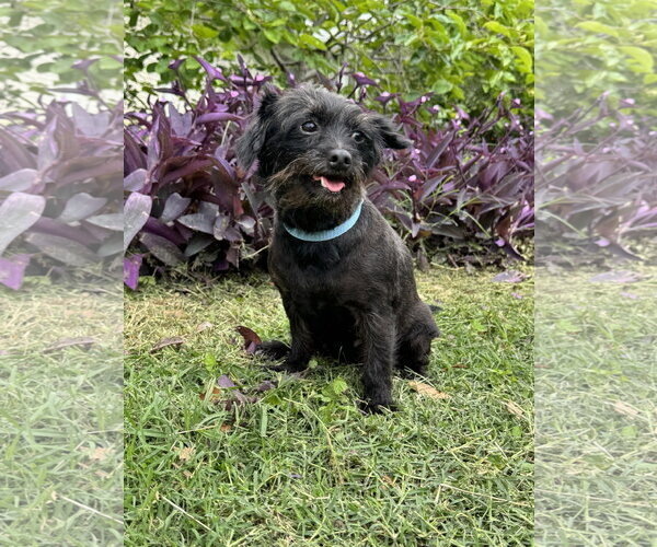 Medium Photo #3 Dachshund-Unknown Mix Puppy For Sale in PIPE CREEK, TX, USA