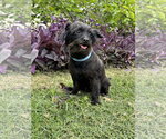 Small #2 Dachshund Mix