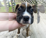 Small Photo #9 Boxer Puppy For Sale in HUMBOLDT, TN, USA