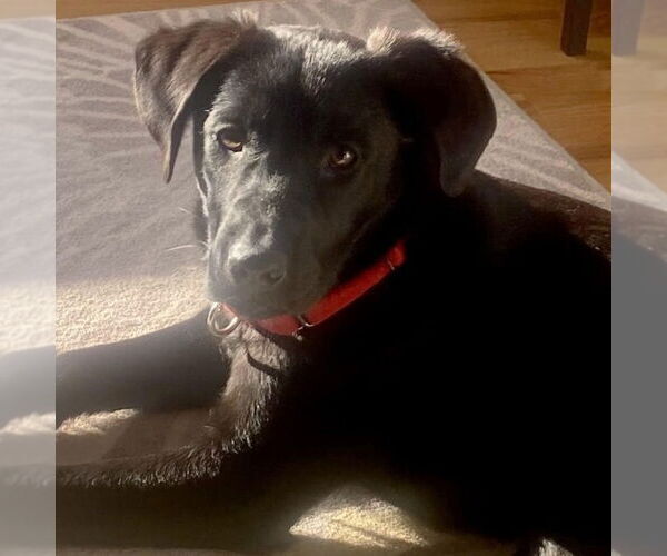 Medium Photo #4 Labrador Retriever-Unknown Mix Puppy For Sale in Canton, CT, USA