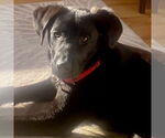 Small #3 Labrador Retriever Mix
