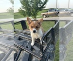 Small #13 Pembroke Welsh Corgi