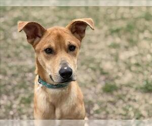 German Shepherd Dog-Unknown Mix Dogs for adoption in Tulsa, OK, USA