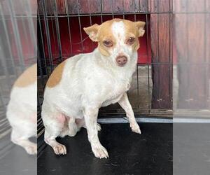 Chihuahua Dogs for adoption in San Antonio, TX, USA