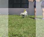 Small #10 Bichon Frise
